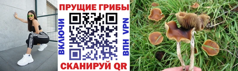 ОМГ ОМГ рабочий сайт  Куса  Галлюциногенные грибы Psilocybe 